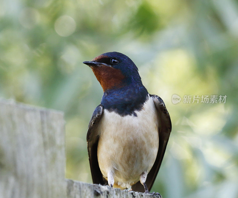 谷仓燕子(Hirundo rustica)肖像